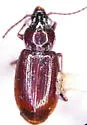 Bembidion commotum