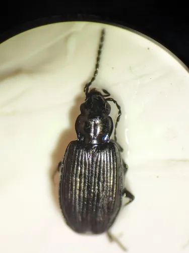 Bembidion compressum - Bembidion compressum