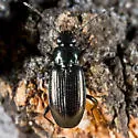 Bembidion concolor - photo 2