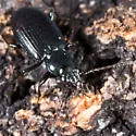 Bembidion concolor - photo 3