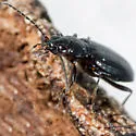 Bembidion concolor - photo 4
