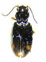 Bembidion concretum - Bembidion concretum