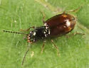 Bembidion concretum - photo 2