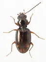 Bembidion concretum - photo 3