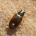Bembidion confusum - photo 2