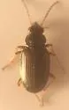Bembidion confusum - photo 3