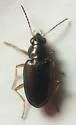 Bembidion confusum - photo 4