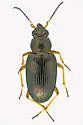 Bembidion confusum - photo 5