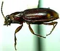 Bembidion connivens - photo 2