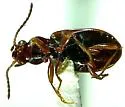 Bembidion connivens - photo 3