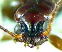 Bembidion connivens - photo 4