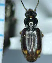 Bembidion connivens - photo 5