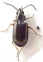 Bembidion consanguineum - photo 2