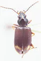 Bembidion consanguineum - photo 3