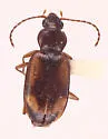 Bembidion consanguineum - photo 4