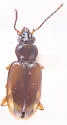Bembidion consanguineum - photo 5