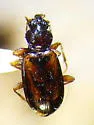 Bembidion consimile - Bembidion consimile