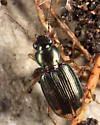 Bembidion constrictum - photo 2