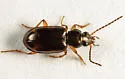 Bembidion constrictum - photo 3