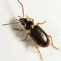 Bembidion constrictum - photo 4