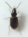 Bembidion constrictum - photo 5
