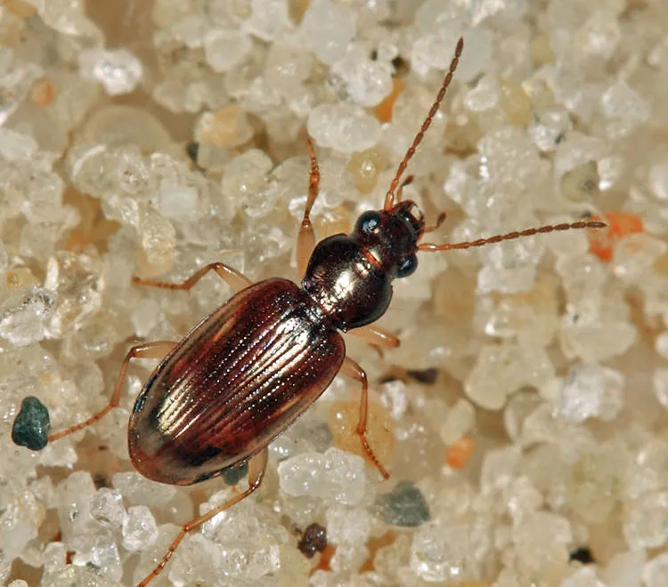 Bembidion contractum - photo 2