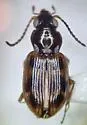 Bembidion convexulum - photo 2