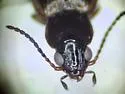 Bembidion convexulum - photo 3