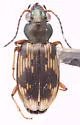 Bembidion cordatum - photo 2