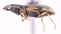 Bembidion cordatum - photo 3
