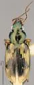 Bembidion cordatum - photo 4