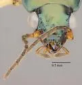 Bembidion cordatum - photo 5
