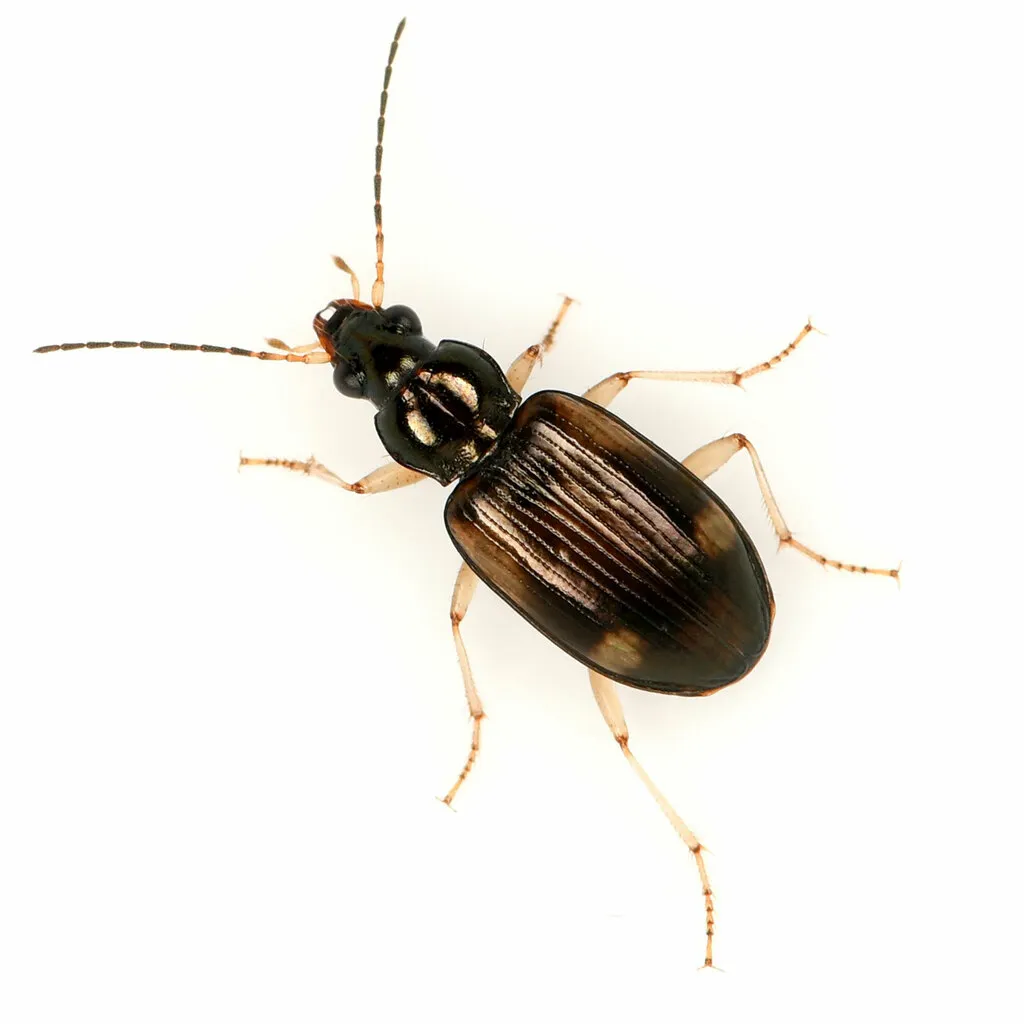 Bembidion corgenoma - photo 2