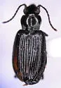 Bembidion curtulatum - Bembidion curtulatum
