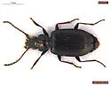 Bembidion curtulatum - photo 2