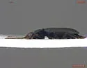 Bembidion curtulatum - photo 3