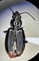 Bembidion curtulatum - photo 4