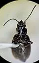 Bembidion curtulatum - photo 5
