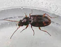 Bembidion debiliceps - photo 2
