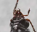 Bembidion debiliceps - photo 3