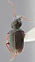 Bembidion dejectum - Bembidion dejectum