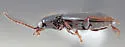 Bembidion dejectum - photo 2