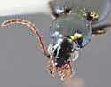 Bembidion dejectum - photo 3