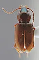 Bembidion dejectum - photo 4