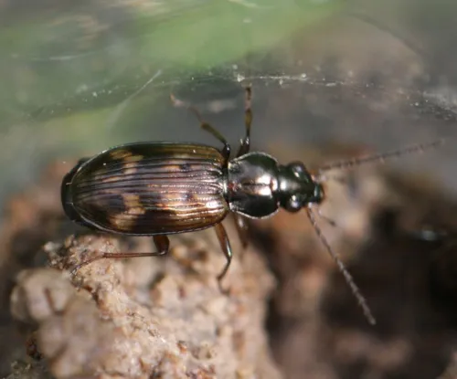 Bembidion dentellum