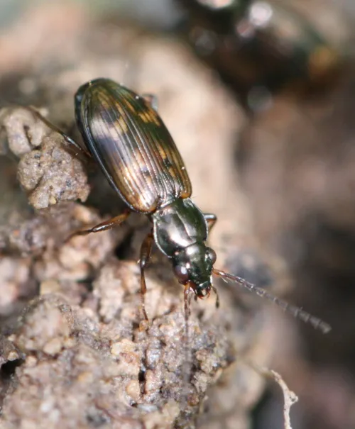 Bembidion dentellum - photo 2