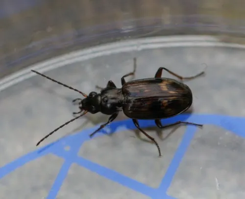 Bembidion dentellum - photo 3