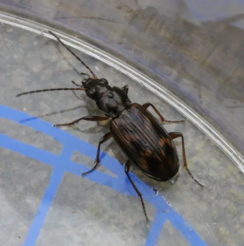 Bembidion dentellum - photo 4