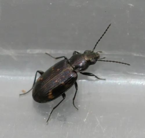Bembidion dentellum - photo 5