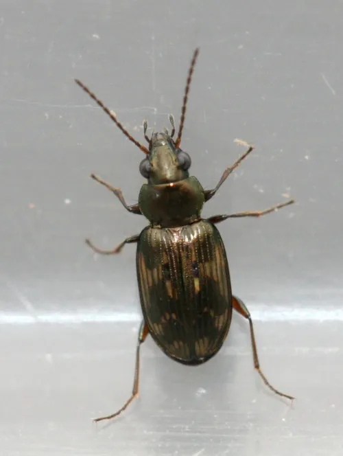 Bembidion dentellum - photo 6